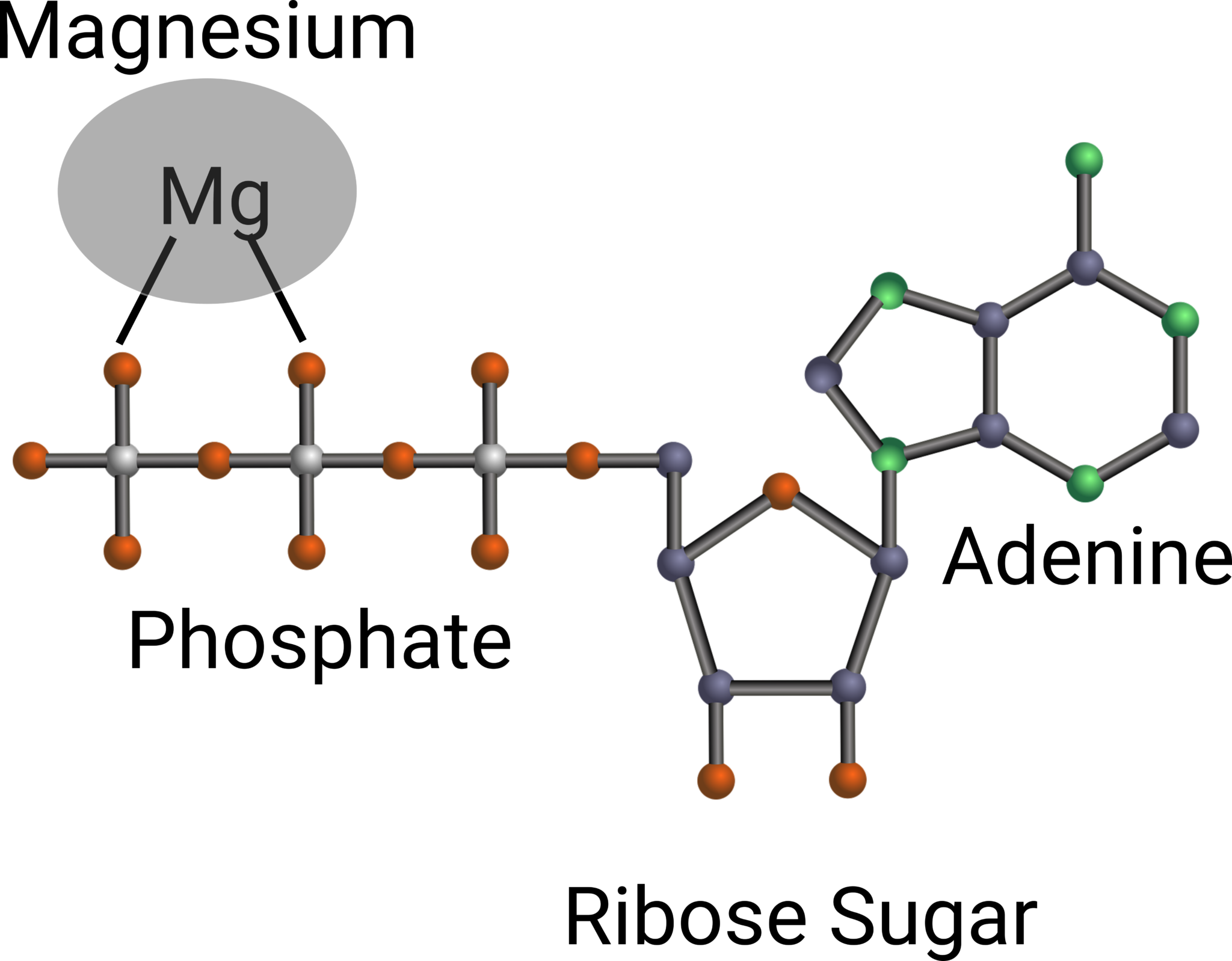 d-ribose-structure-how-long-does-d-ribose-take-to-work