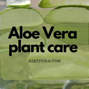 Aloe Vera Plant Care