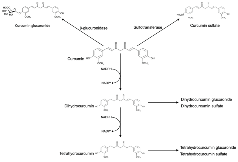 Metabolism of Turmeric